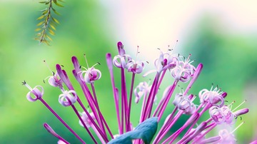 烟花树