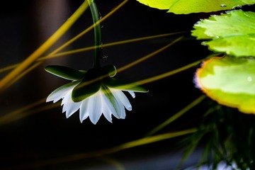 睡莲