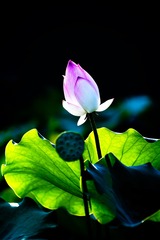 斜阳新荷