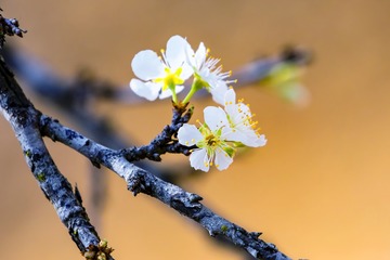 李花