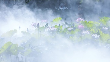 雾荷