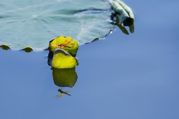荷趣