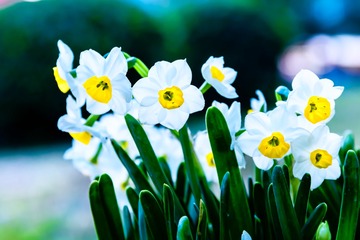 水仙花