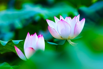 荷
