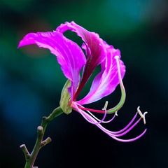 洋紫荆