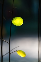 明灯