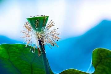 荷