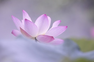 雾荷