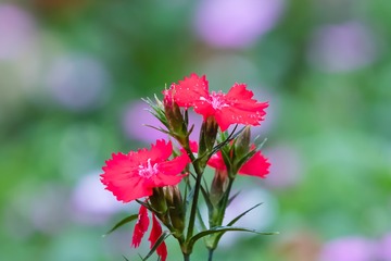 须苞石竹