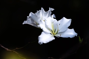 白花洋紫荆