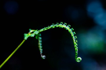 扳手