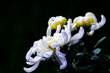 赏菊