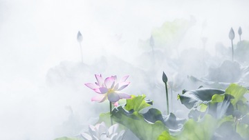 雾荷