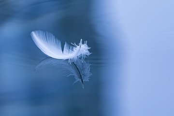 白羽毛