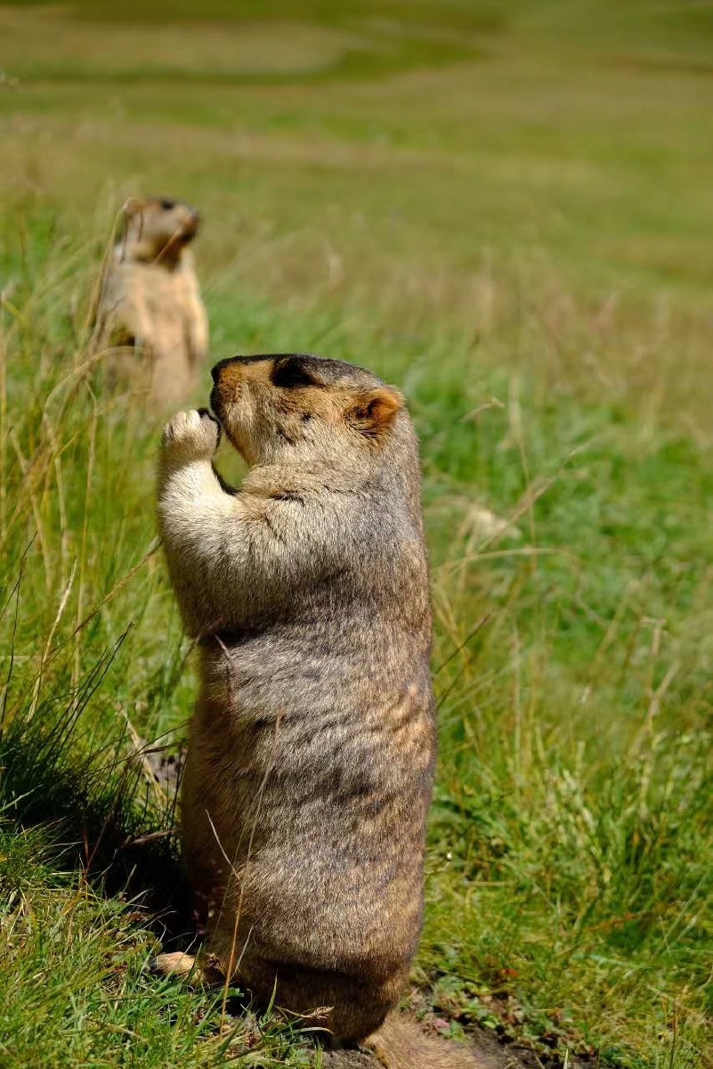 西藏路上的土拨鼠这些家伙不怕人萌萌哒前爪子作揖讨要零食
