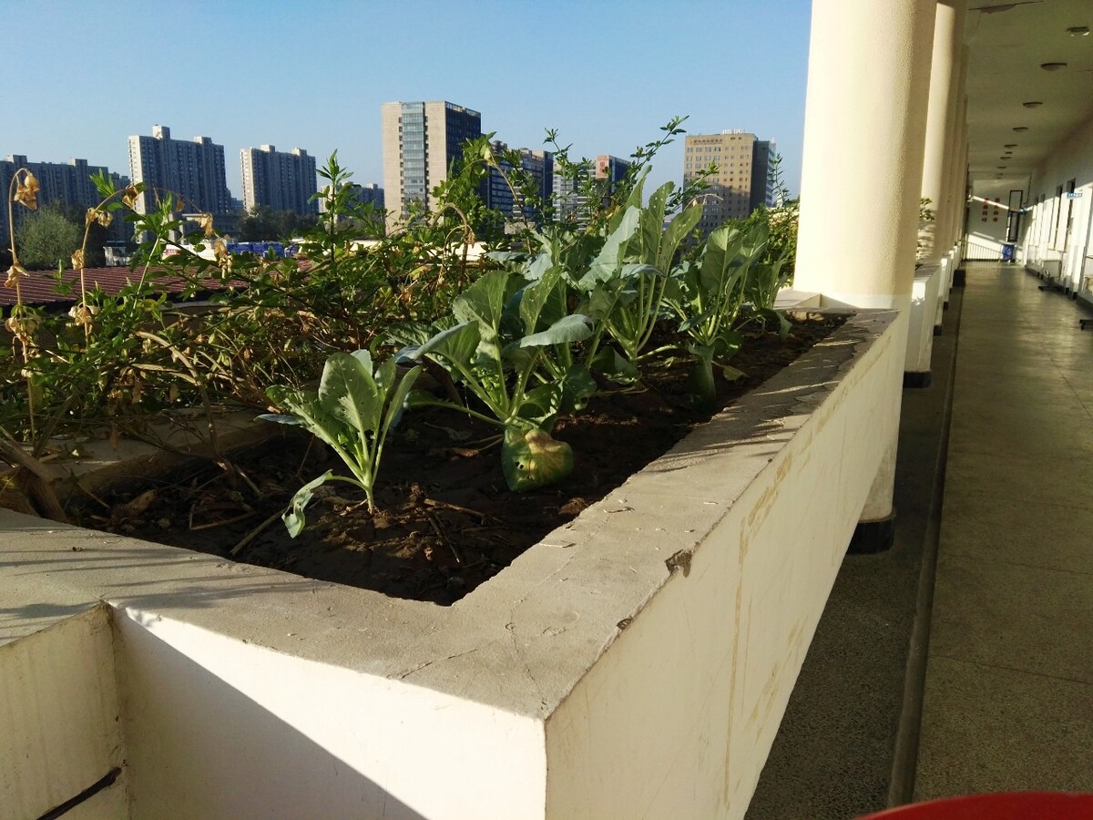 花园自动浇水系统 上海