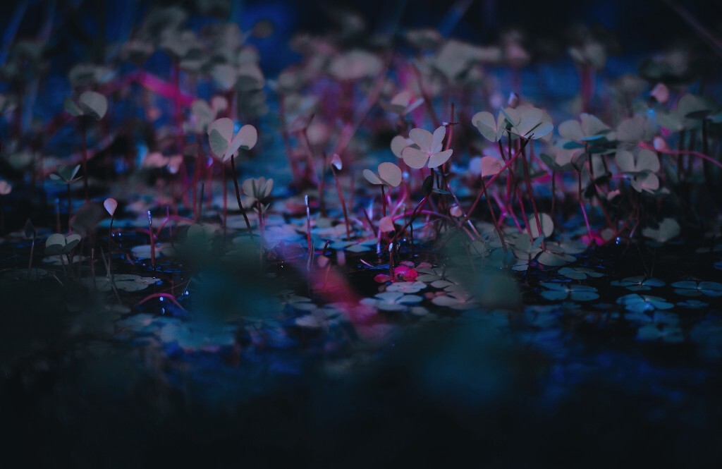 我的夜晚<br />
静的像水<br />
我的白天<br />
深得如夜