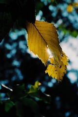 2015-09-20 06.49.32 1