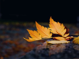 2015-10-26 03.26.05 2