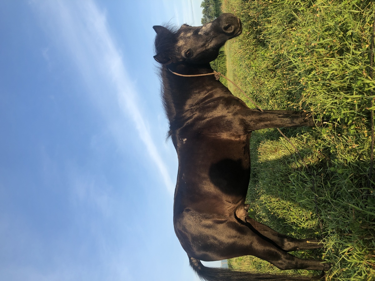 马儿吃草蓝天白云整个世界都是安静平和的