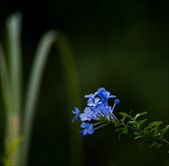 _DSC6017