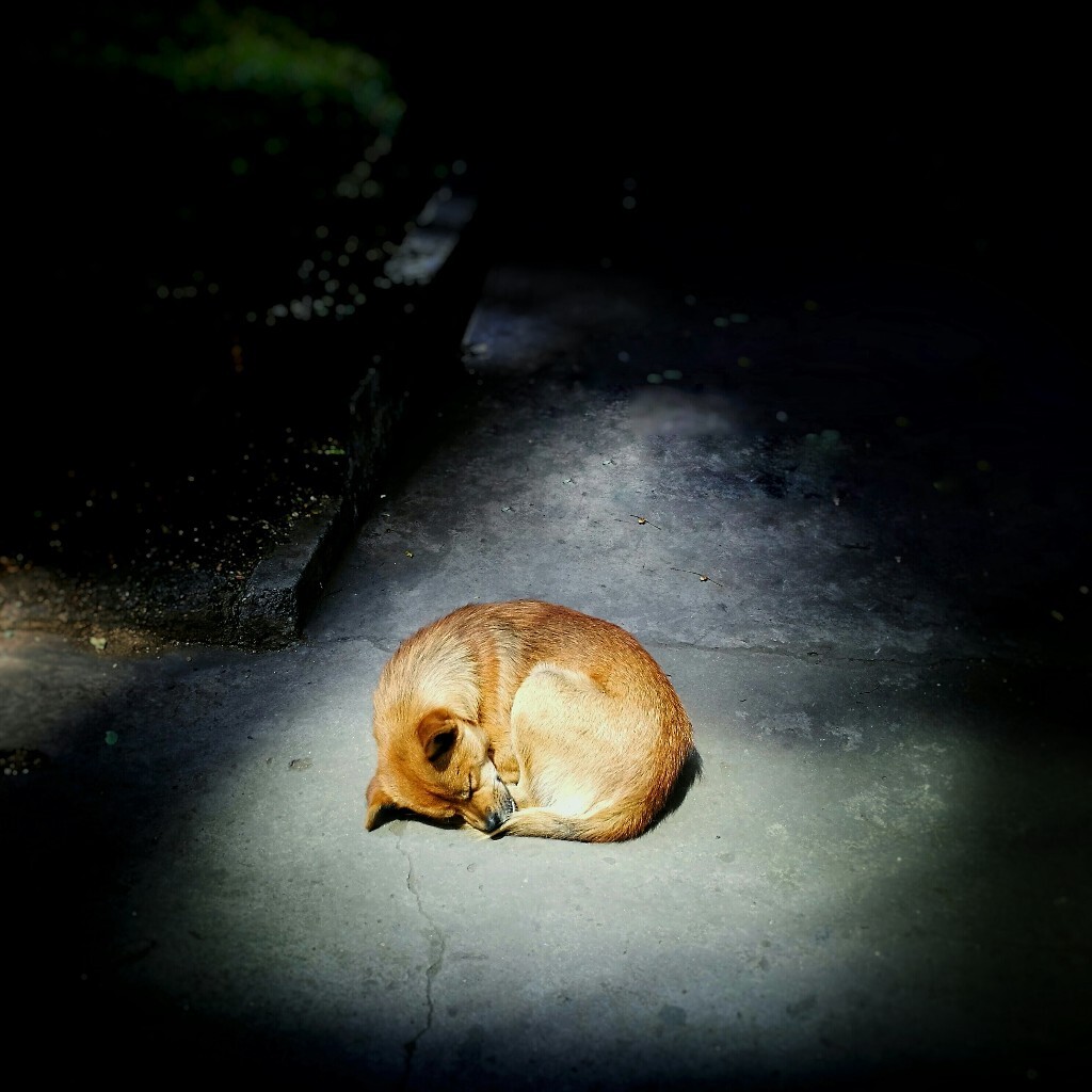 把一切交付于梦境<br />
和优美的浪潮