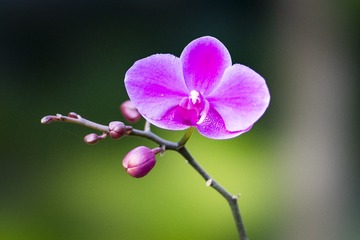 花草1