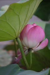A3A29757-B6B7-46E0-828A-63363B098AD7/L0/001