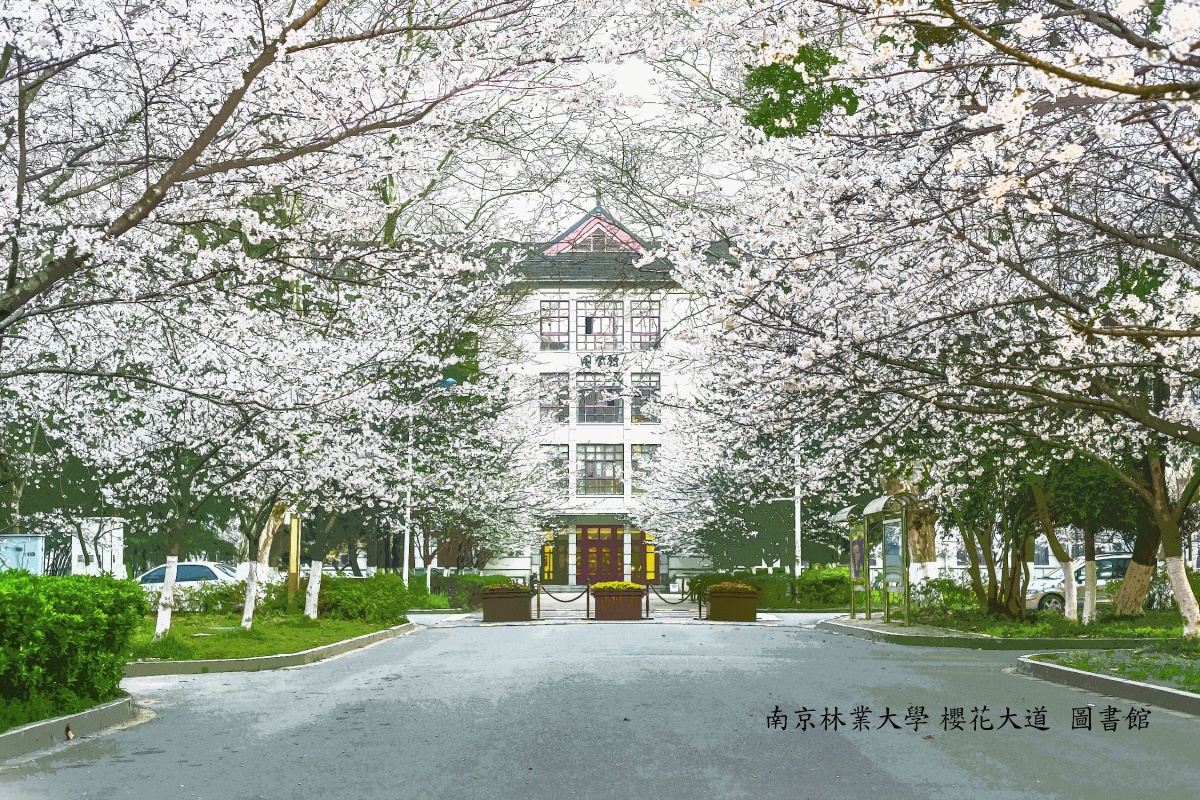 南京林业大学樱花大道