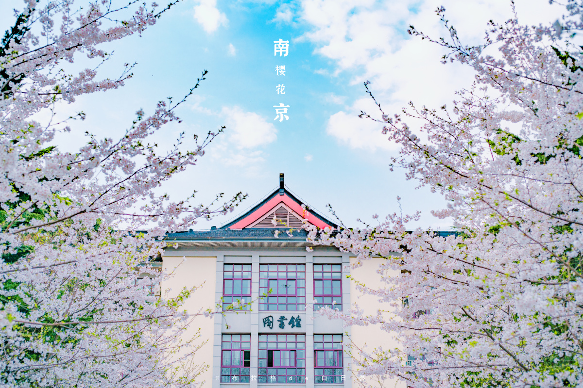 南京林业大学樱花