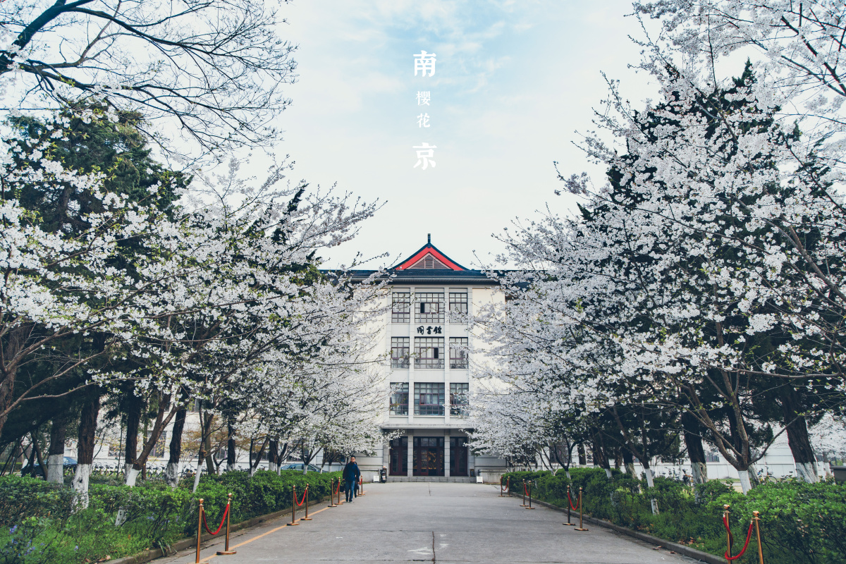 南京林业大学樱花