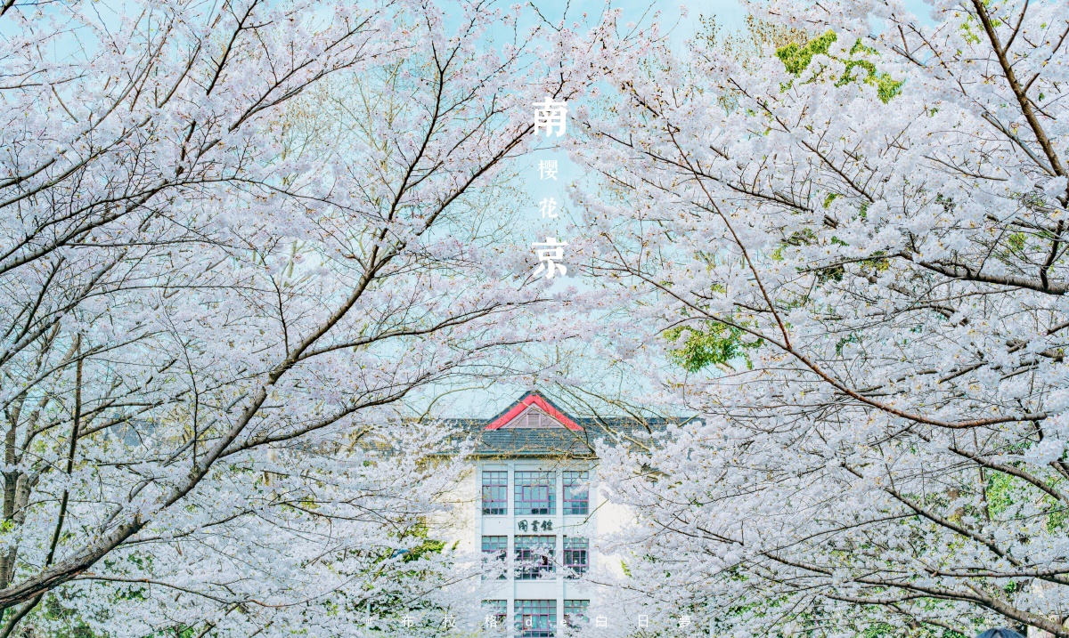 南京林业大学樱花