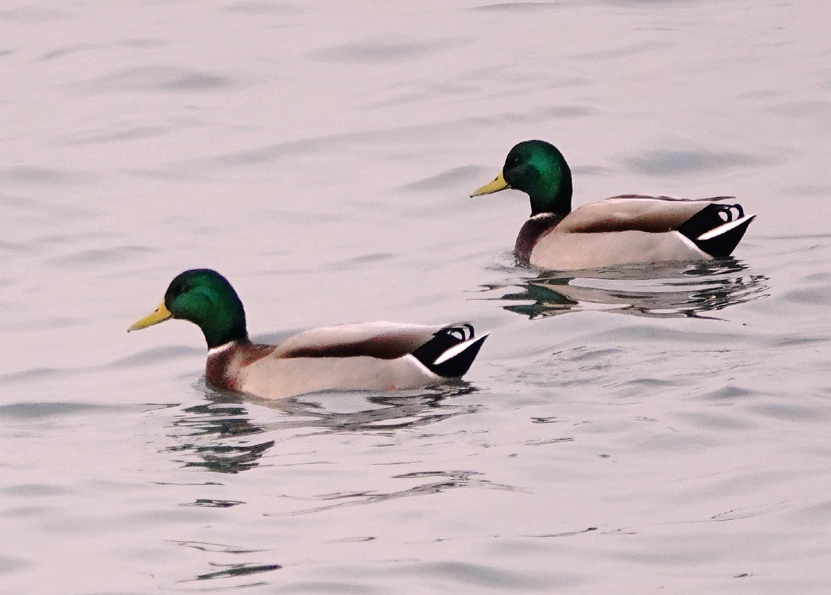 绿头鸭绿头野鸭,别名野鹭,大麻鸭,大绿头,大红腿鸭,因其雄鸭头颈暗