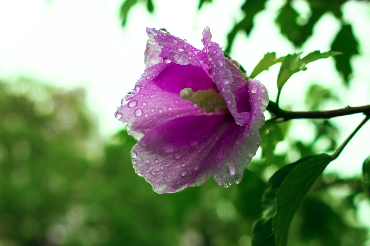 雨后的花,雨后的小花,雨后的花图片_大山谷图库