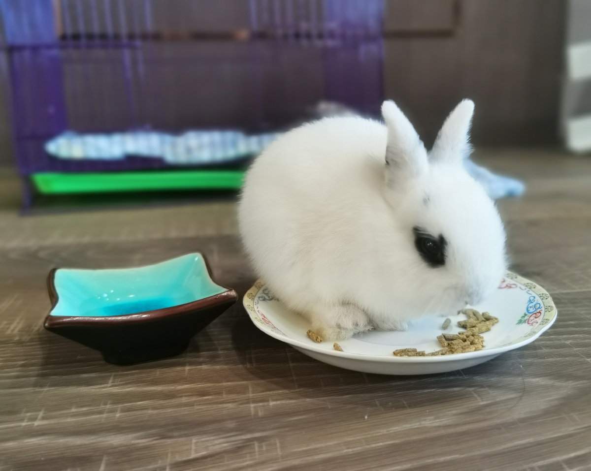 小萌兔也知道开卷有益的道理哦