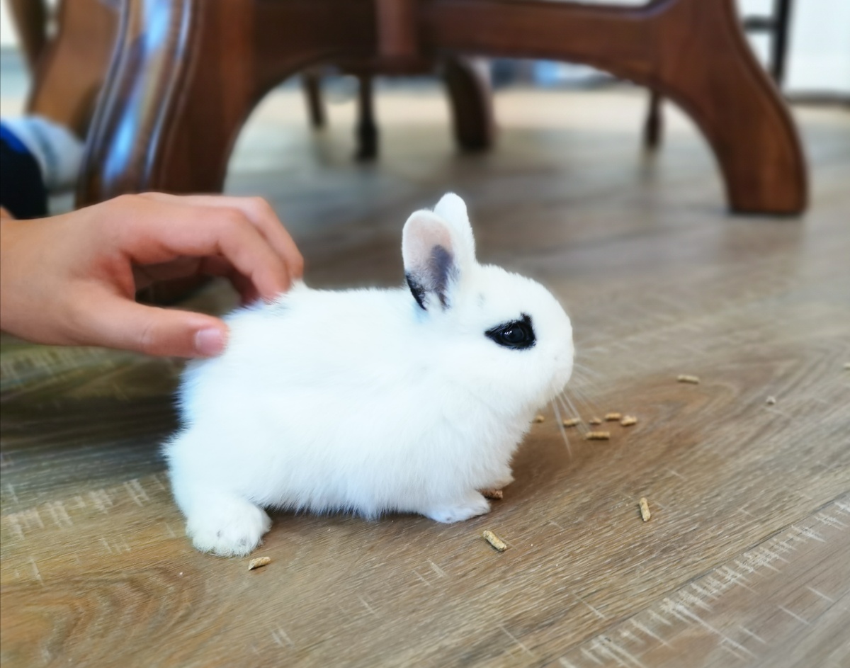 小萌兔也知道开卷有益的道理哦