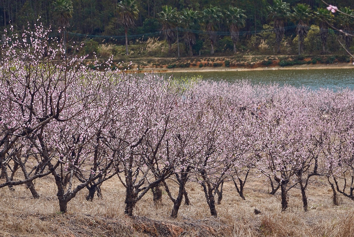 花都千亩桃园桃之夭夭灼灼其华