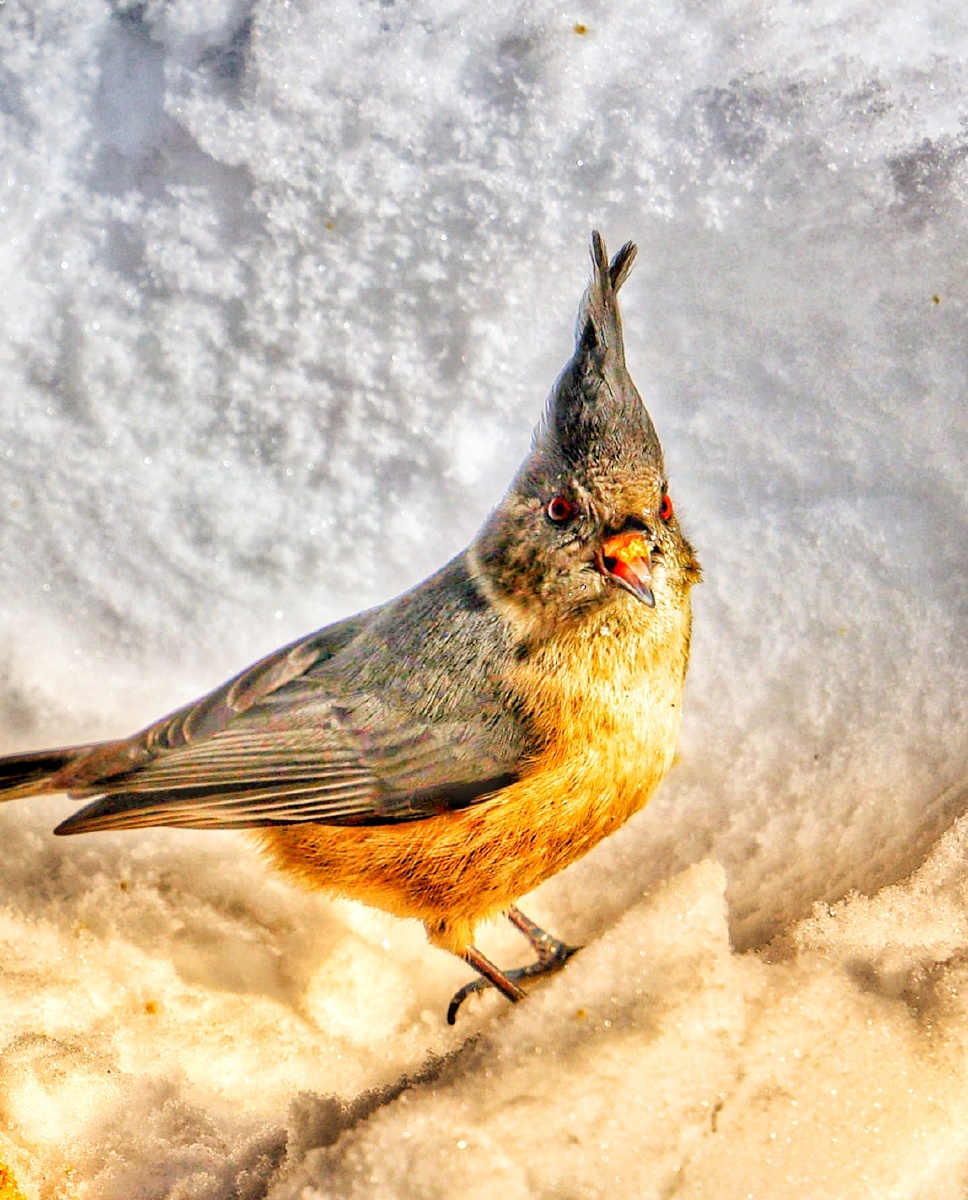褐冠山雀这鸟的舌头是透明的