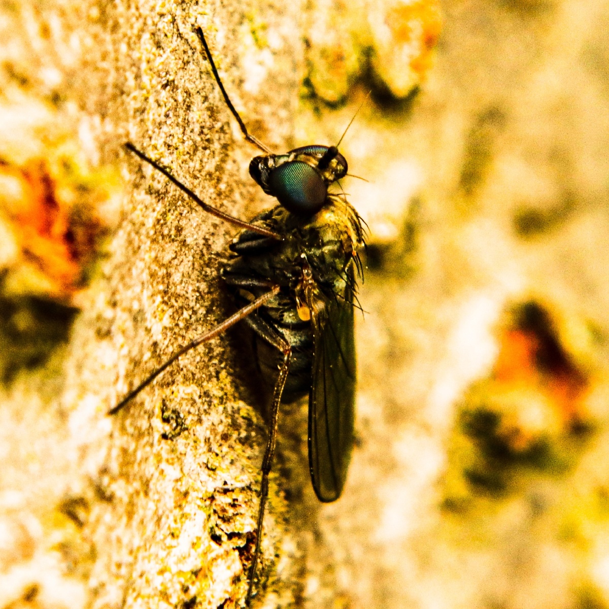 扮相神似变脸之小生寄蝇一种寄生于动植物上的昆虫