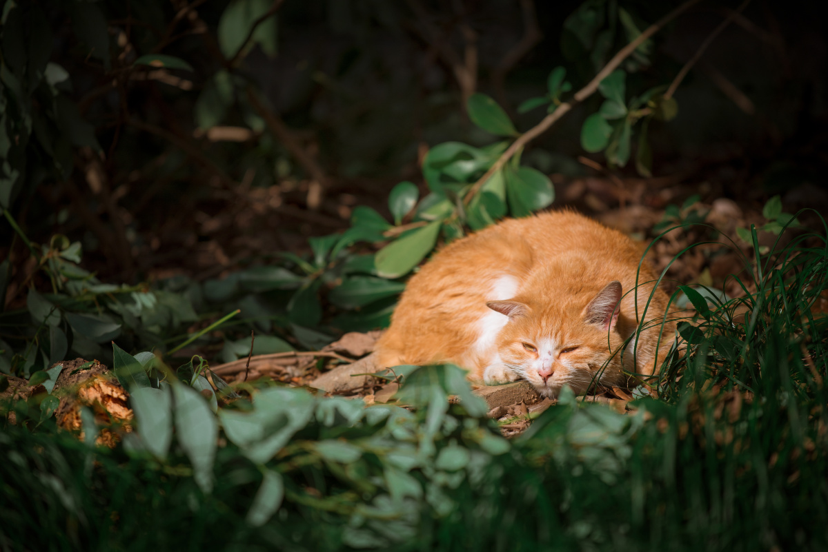 阳光下树丛里慵懒睡觉的大橘猫