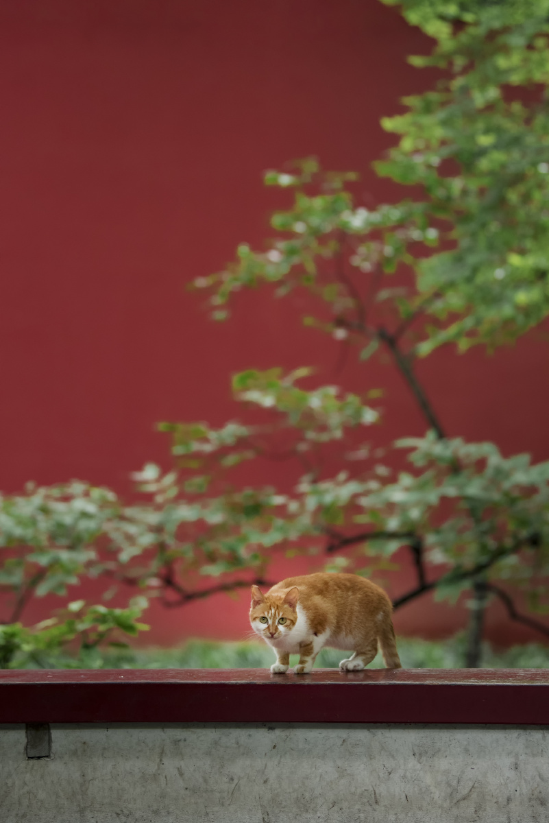 这深深浅浅的宫墙埋葬了多少往事