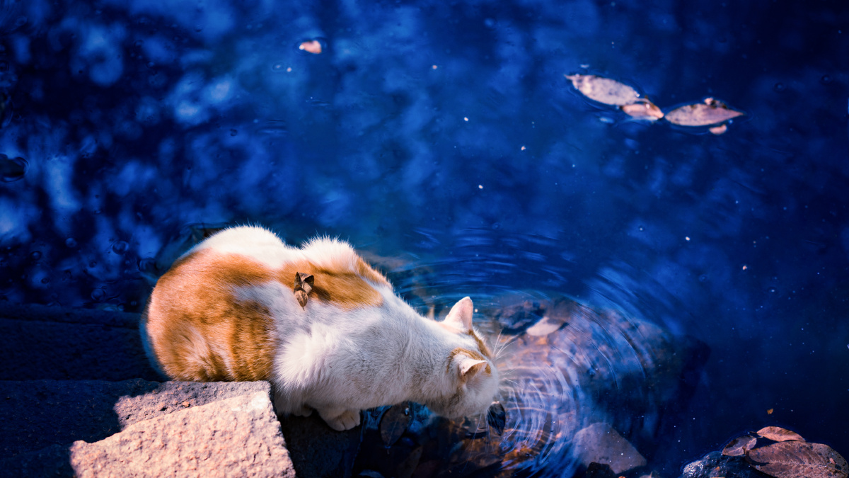 拥有星辰大海的小猫咪