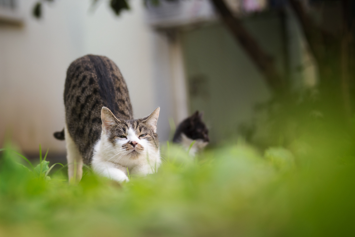 伸懒腰的小猫咪 - 动物摄影-裙子小姑娘