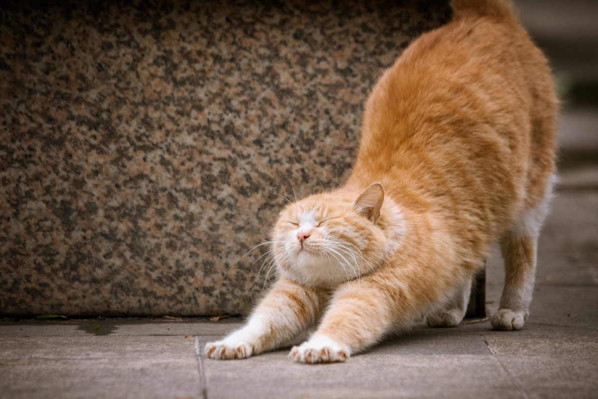 使劲抻懒腰的胖橘猫 - 动物摄影-裙子小姑娘 - 图虫