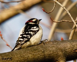 Downy Woodpecker 绒啄木鸟