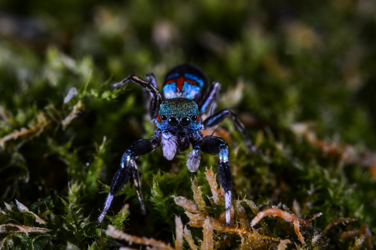 蓝翠跳蛛 - 东湖山 - 图虫
