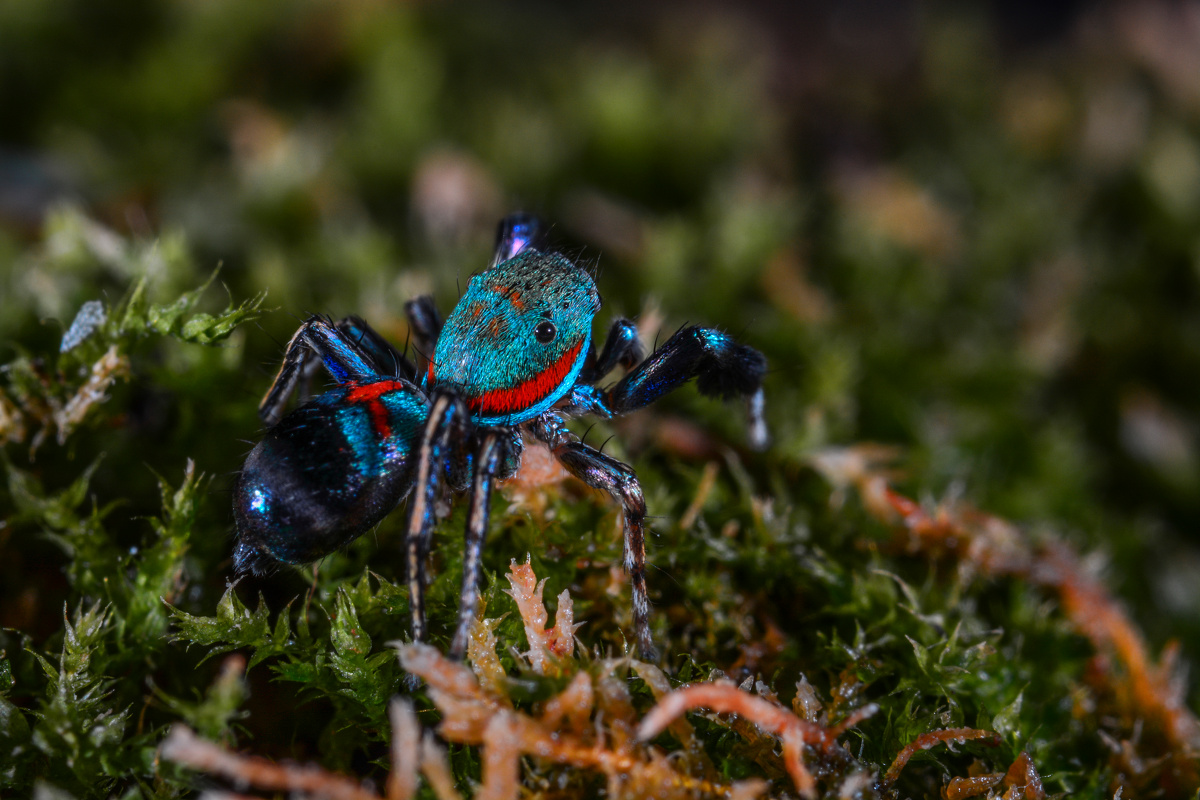 蓝翠跳蛛 - 东湖山 - 图虫