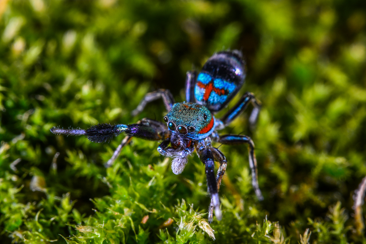 蓝翠跳蛛 - 东湖山 - 图虫