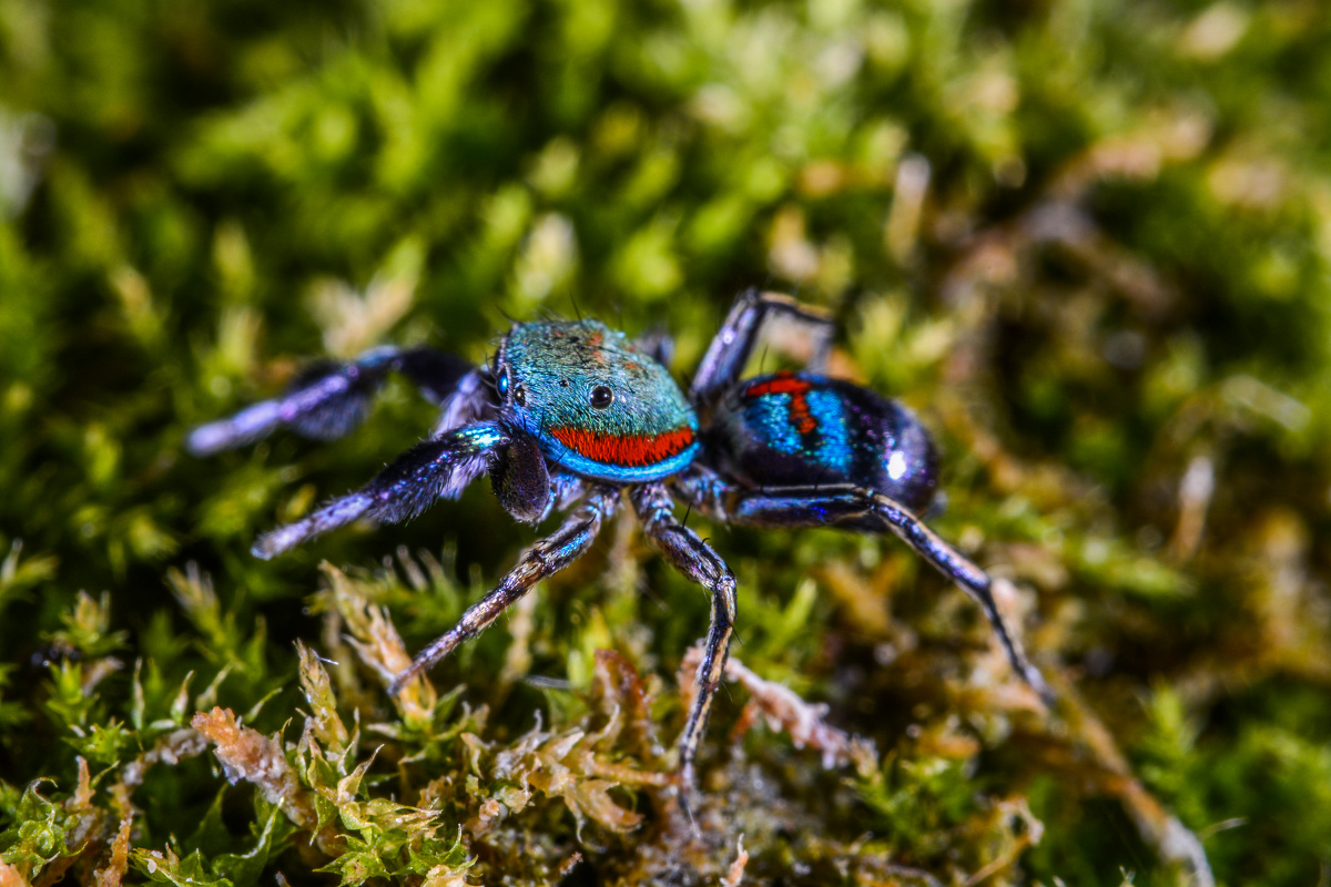 蓝翠跳蛛 - 东湖山 - 图虫
