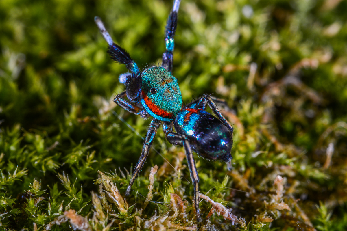 蓝翠跳蛛 - 东湖山 - 图虫